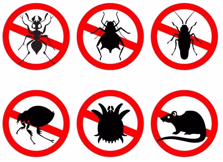 pests featuring forbidden signs, are illustrated against a clean white background, symbolizing the concepts of pest control and disinfestation in domestic spaces